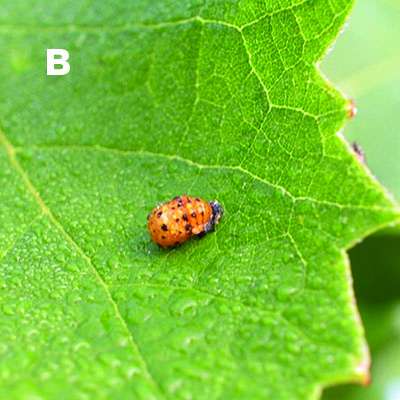 Fig. 09B: Photograph of a multi-colored Asian lady beetle pupa.